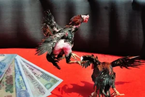 Bí Kíp Về Cách Chơi Đá Gà Sabong Tại K9Win Từ Cao Thủ Philippines